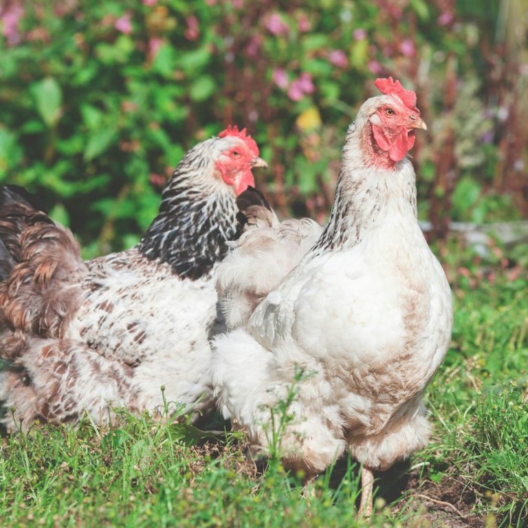 Zwei Hühner in einem grünen Garten, eines mit grauem Gefieder und das andere weiß.
