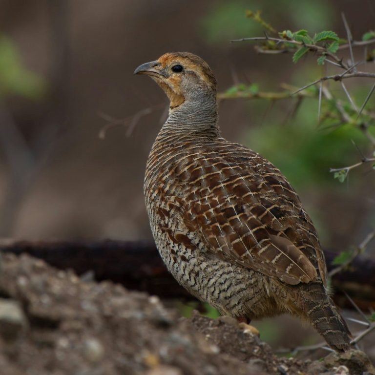 Eine Wachtel, Fasanenartiger Vogel mit braun geschecktem Gefieder in natürlicher Umgebung.